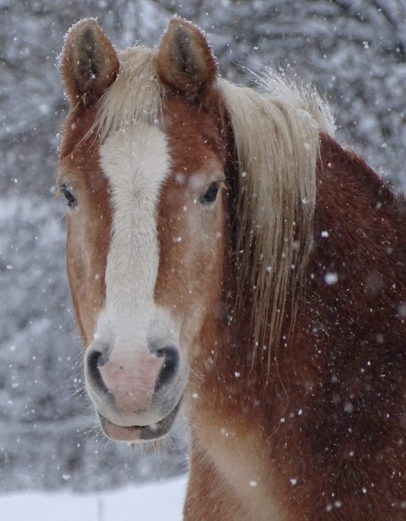 Pferd