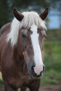 Pferd