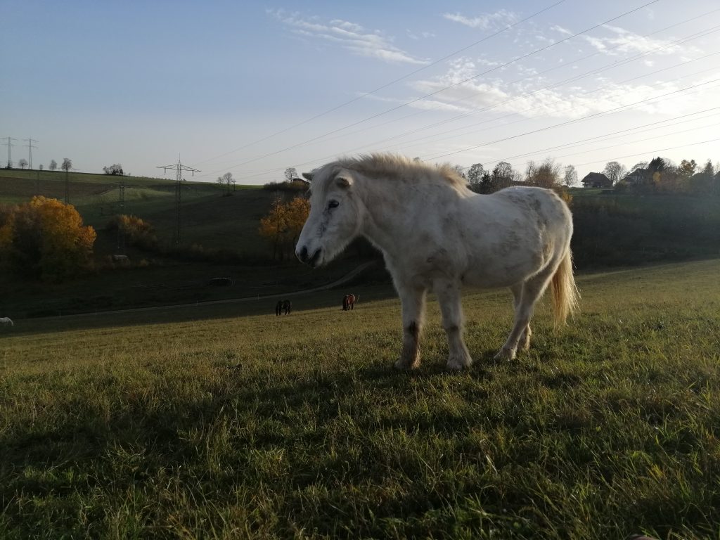 Pferd