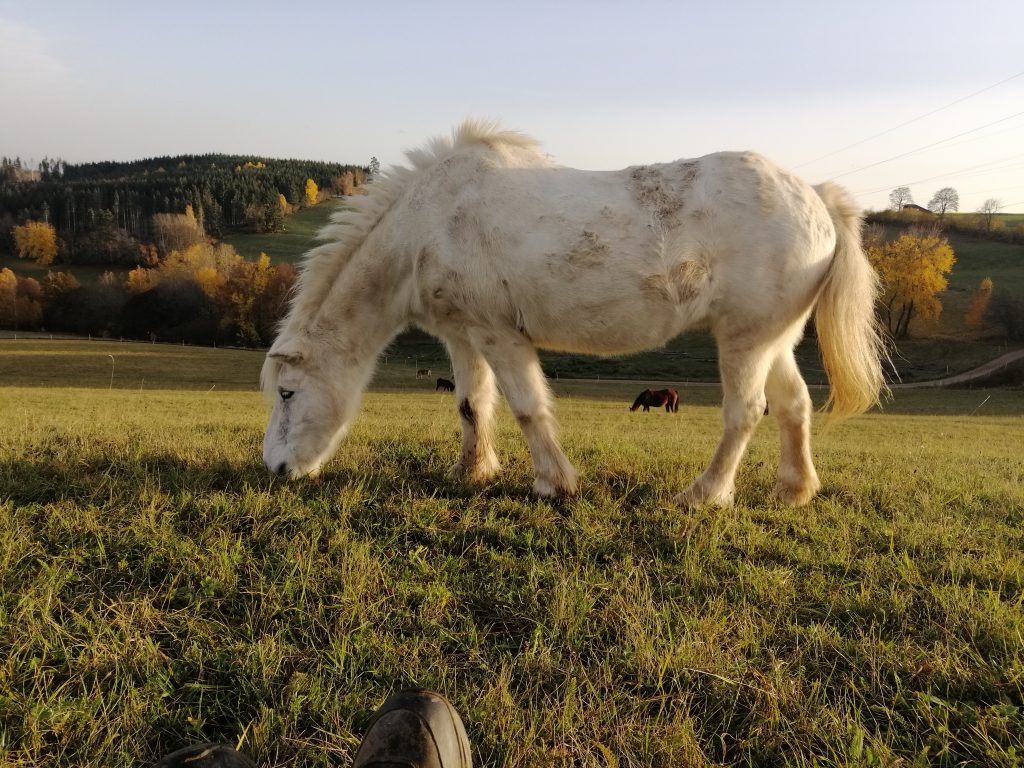 Pferd