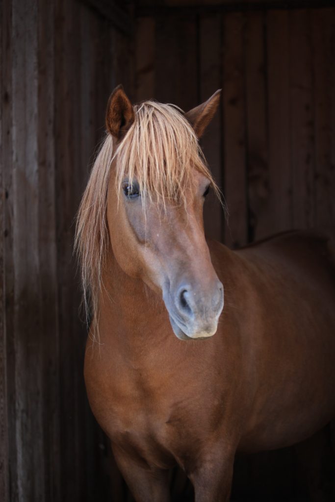 Pferd