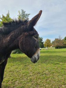 Über den Regenbogen - Max