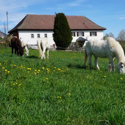 Pferd