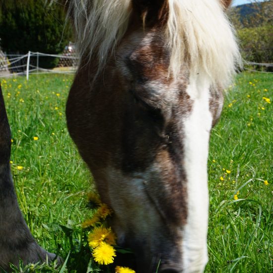 Pferd