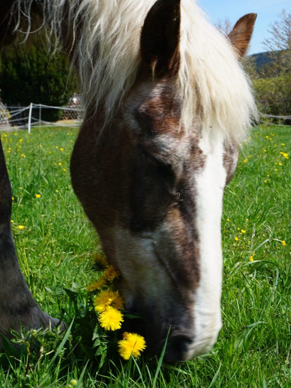 Pferd