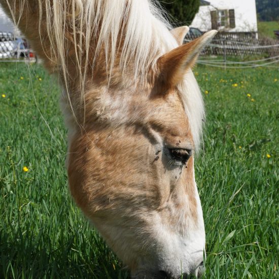 Rentnerpferd