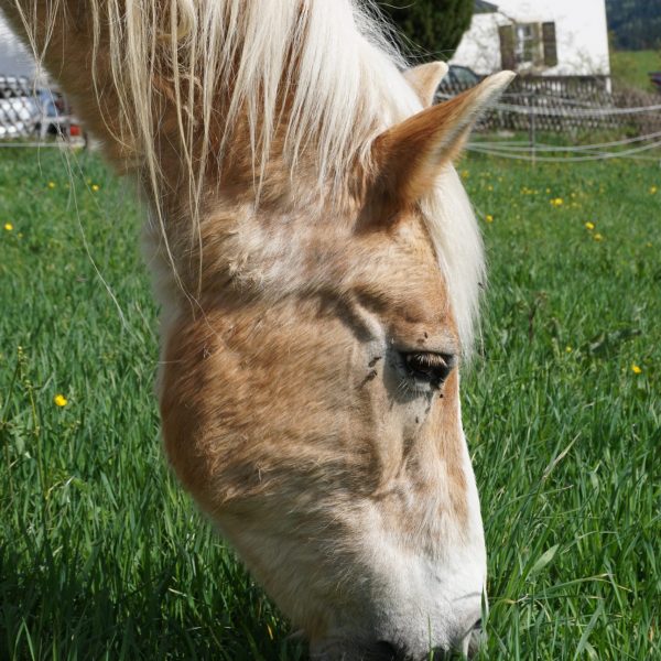 Rentnerpferd