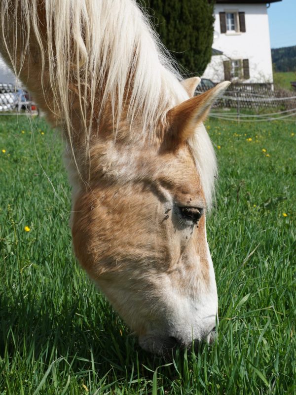 Rentnerpferd