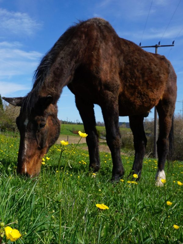 Pferd