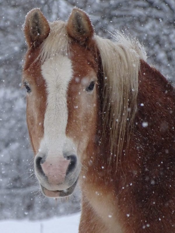 Pferd