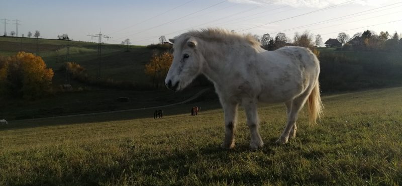 Pferd