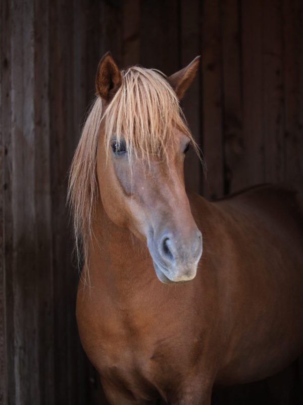Pferd